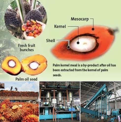 How to produce palm oil？