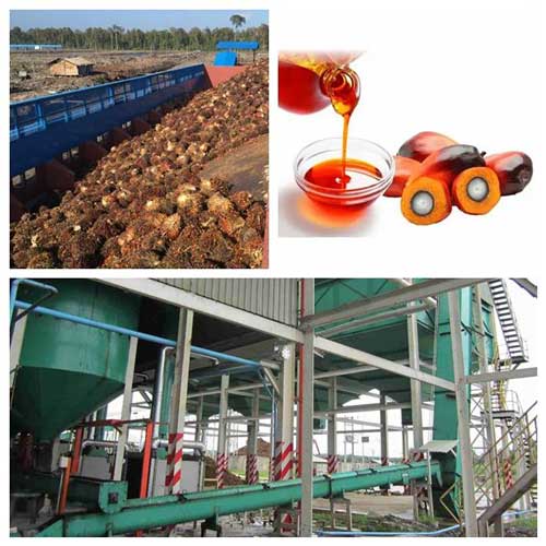 Cost of Setting up a Palm Oil Mill
